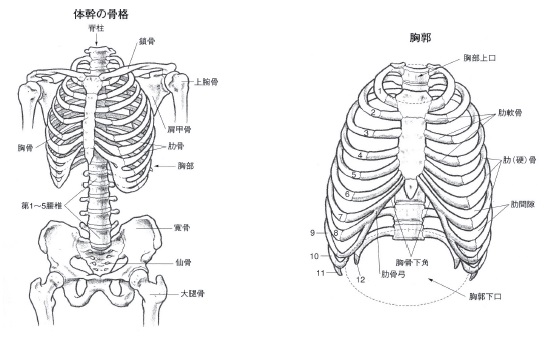 【絶版】胸郭