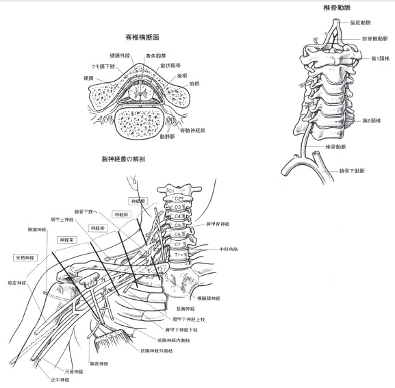 頚部の疾患 健康コラム 日本カイロプラクティックドクター専門学院